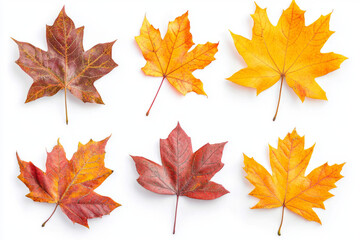 Fototapeta premium yellow orange red maroon autumn leaves on white background