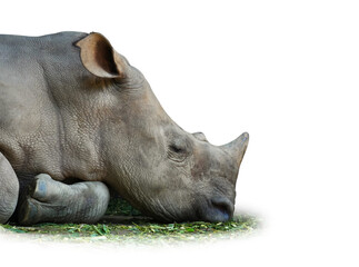 Head of rhinoceros are having a rest time at the zoo. Isolated on white background. This has clipping path.