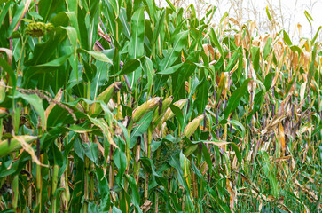 Green corn field with ripe corn ready for harvest. Side view. The concept of bountiful harvest.