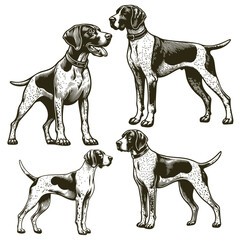 German Shorthaired Pointer dog sitting and standing poses silhouettes and outlines on white background, Cute pet dog, puppy