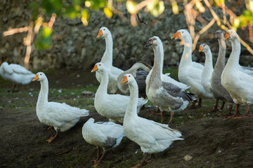 Picturesque Landscape of Rural Moldova. Idyllic Countryside Landscape in Republic of Moldova. Rolling Hills and Farmland in Europe.