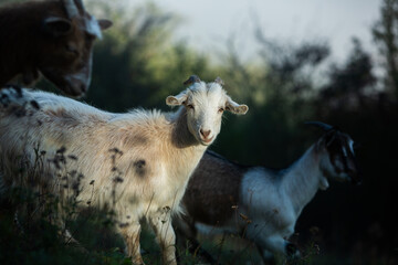 Picturesque Landscape of Rural Moldova. Idyllic Countryside Landscape in Republic of Moldova. Rolling Hills and Farmland in Europe.
