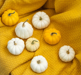 little pumpkins on a yellow blanket, top view. Autumn concept