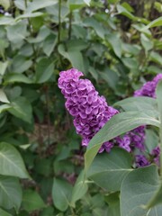 purple flowers © Sylwia