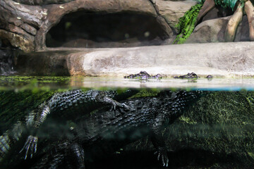 Caimans in an aquarium behind glass.