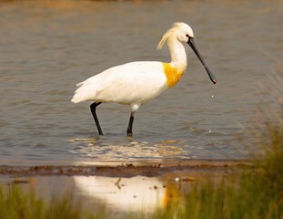 Eurasian Spoonbill near the lake shore