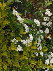 white flowers © Sylwia