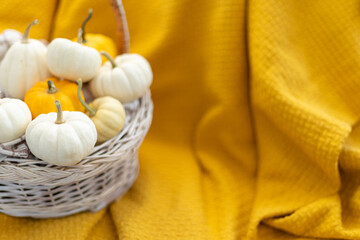 small pumpkins in a basket on a yellow blanket. Autumn concept