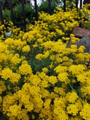 yellow flowers