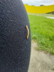 orange larva © Sylwia