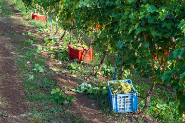 Vineyard harvest: colorful crates among grapevines ready for grape picking in winery