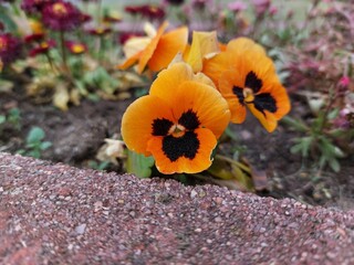 orange flowers