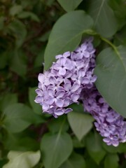 purple flowers © Sylwia