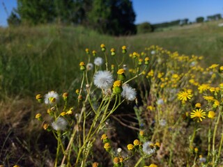 white dandelion