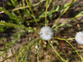 white dandelion © Sylwia