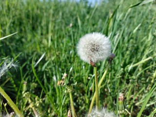 white dandelion © Sylwia
