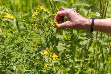 Woman herbalist picking yellow st. John's wort flowers in a sunny meadow, showcasing nature's...
