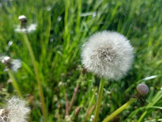 white dandelion © Sylwia