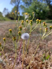 white dandelion © Sylwia