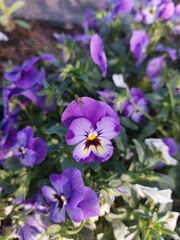 blue flowers with a fly