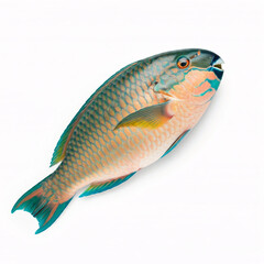 blue and orange parrotfish isolated on white background