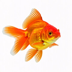 Fototapeta premium orange goldfish isolated on white background