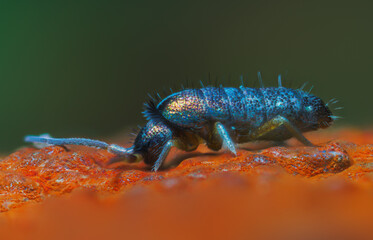 Slender springtail, Orchesella flavescens on wood, close up focus stacked macro photo