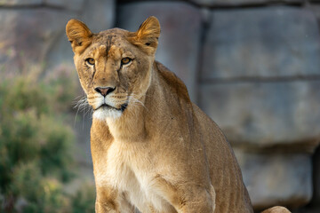 lioness observing