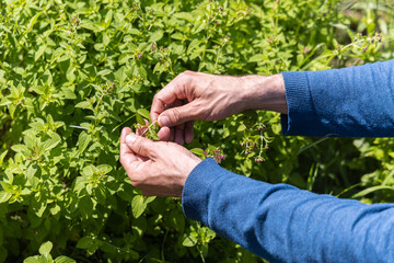 Carefully inspecting oregano plant in garden, hands examining leaves under warm sunlight. Aromatic herb hints culinary and medicinal uses, showcasing sustainable lifestyle choices. Selective focus