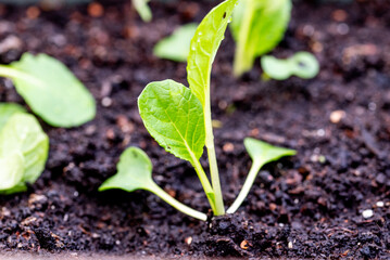 small bok choi seedlings (bok choy or chinese cabbage).