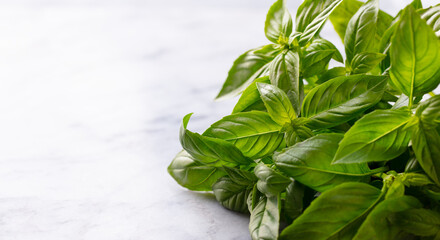 Fresh basil on marble table. Grey background. Close up. Copy space.