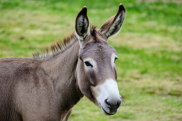 A donkey stands calmly in a lush green field, showcasing its distinct features and peaceful demeanor under the bright daylight.