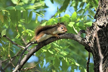 Red Squirrel Laying On Branch