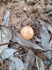 a puffball mushroom, which is commonly found on the ground, especially in wooded or grassy areas.