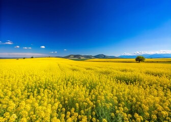 Obraz premium Vibrant Mustard Field Under Clear Blue Sky Showcasing the Beauty of Agricultural Landscapes