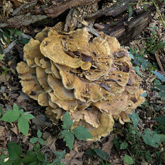 mushrooms in the forest