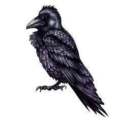 Fototapeta premium Black raven. Watercolor illustration of smart black birds in a realistic hand-drawn style on a white background. Template design element for cards, postcards, Halloween prints, fairy tales.