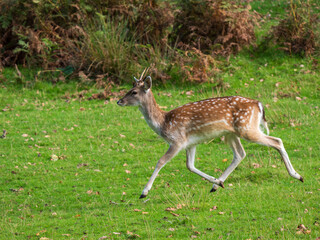 Young Fallow Deer Hind Running