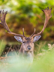 Fallow Deer Buck Sitting Down Portrait
