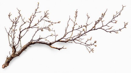 Obraz premium A bare branch with small buds, isolated on a white background.
