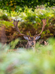 Fallow Deer Buck Sitting Down Portrait