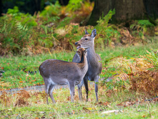 Female Sika Deer with Young