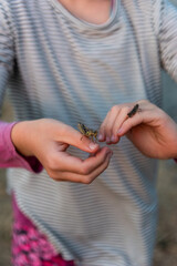 Close up of two grasshoppers perched on the hands of a girl