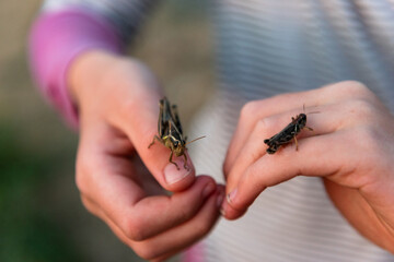 Close up of two grasshoppers perched on the hands of a girl