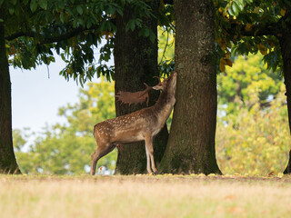 Fallow Deer Buck Scent Marking on a Tree