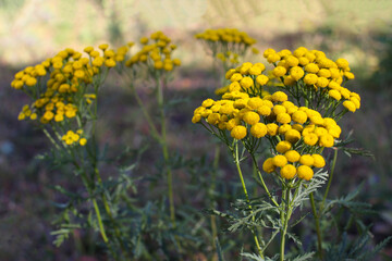Medicinal plant tansy in the field on a summer day