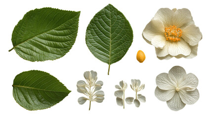 Fototapeta premium Various leaves and flowers arranged for study.