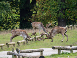 Fallow Deer Bucks Fighting in the Rut