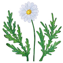 White chamomile blooms with yellow centers and detailed green leaves. Watercolor illustration of daisy flowers on white background. Naive, nature-inspired art, for prints, and botanical projects