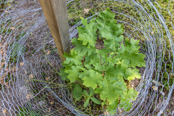 Young oak tree sapling is growing through a protective wire mesh, demonstrating the concept of resilience and growth in challenging environments. Selective focus